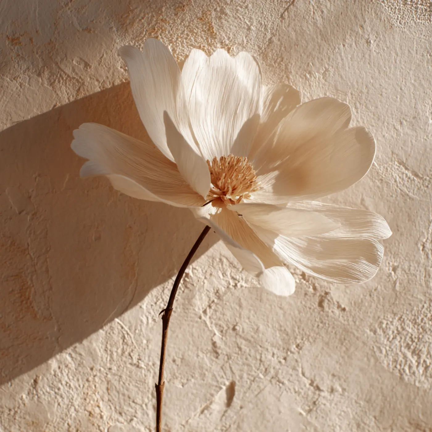 Single neutral-toned flower in warm sunlight against a textured plaster wall, representing the simple and calming essence of the Basic Membership at Body Reset Montecito