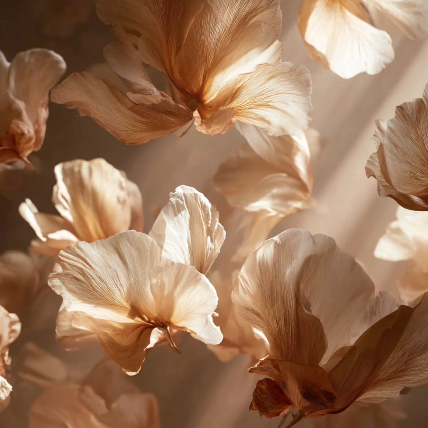 Dozens of soft neutral-toned petals suspended in warm sunlight, creating an abundant and elevated visual atmosphere that represents the Signature Membership at Body Reset Montecito